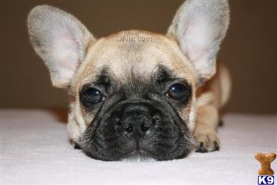 French Bulldog Puppies for Sale