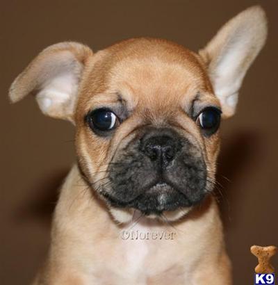 Puppies in NJ