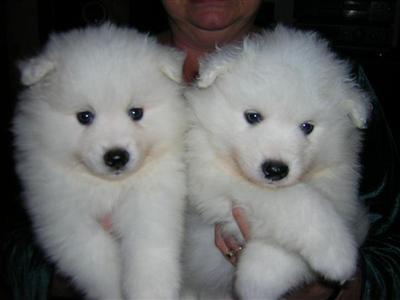 American Eskimo Dog Puppies for Sale