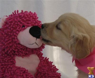 Golden Retriever Puppies for Sale