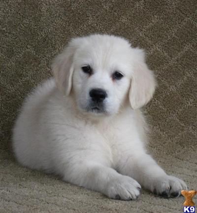 Golden Retriever Puppies for Sale