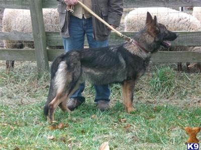 Dogs for Sale in OH