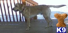 Stud Dogs in WI
