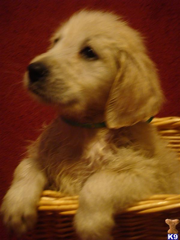 golden retriever puppies for sale in wisconsin. Puppies in WI