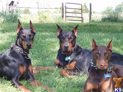 Stud Dogs - Doberman Pinscher