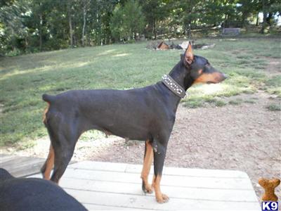 Dogs for Sale in NC