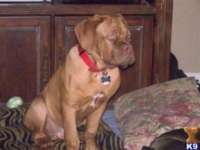 Stud Dogs - Dogue De Bordeaux