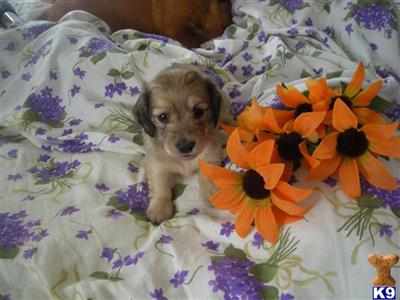 Dogs - Dachshund