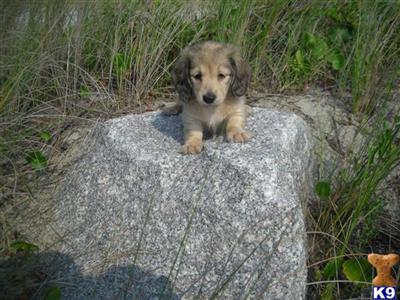 Dogs - Dachshund