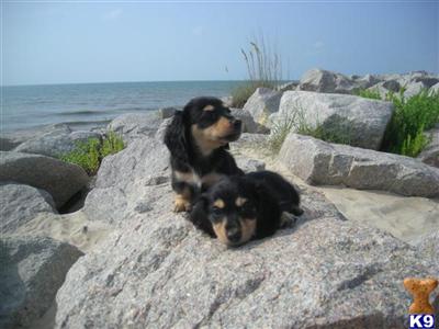 Dogs - Dachshund