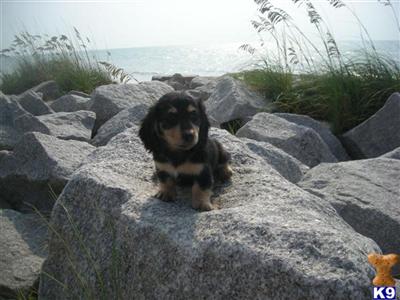 Dogs for Sale in NC