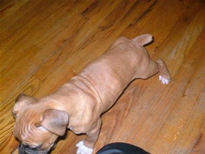 Dogs - Boxer