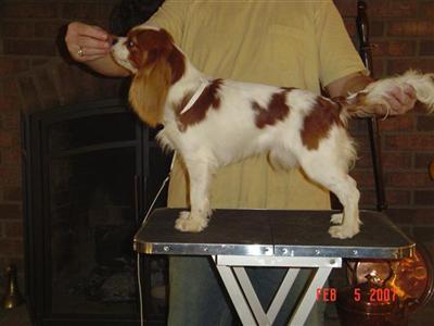 Dogs for Sale in NC