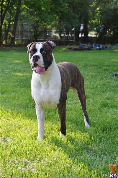 Stud Dogs in IL