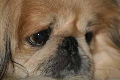 Stud Dogs - Pekingese