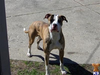 Stud Dogs - American Bulldog