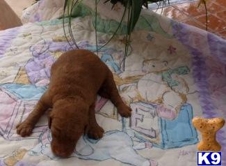 Labradoodle Puppies for Sale