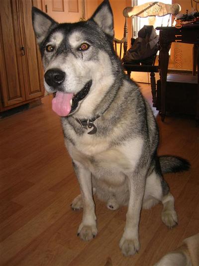 Dogs for Adoption