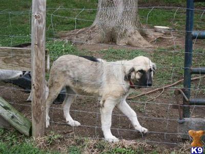 Anatolian Shepherd Dog Puppies for Sale