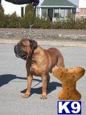 Bullmastiff Puppies for Sale