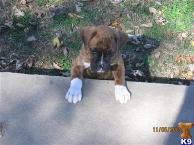 Boxer Puppies for Sale
