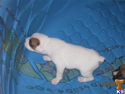 Boxer Puppies for Sale