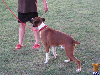 Stud Dogs - Boxer