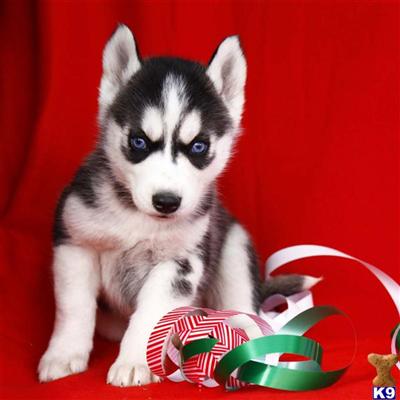 Siberian Husky Puppies for Sale