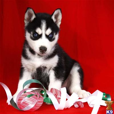 Siberian Husky Puppies for Sale