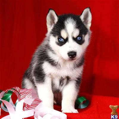 Siberian Husky Puppies for Sale