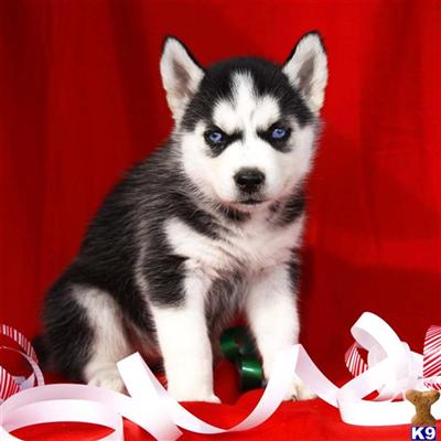 Siberian Husky Puppies for Sale