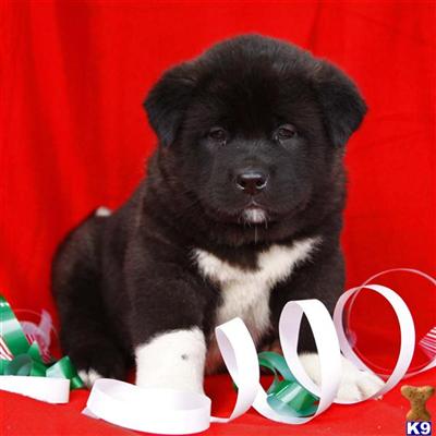 Akita Puppies for Sale