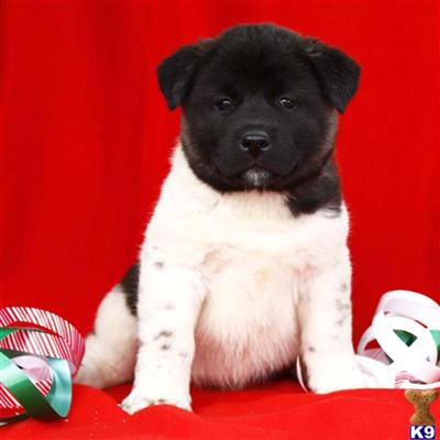Akita Puppies for Sale