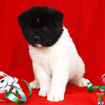 Akita Puppies for Sale