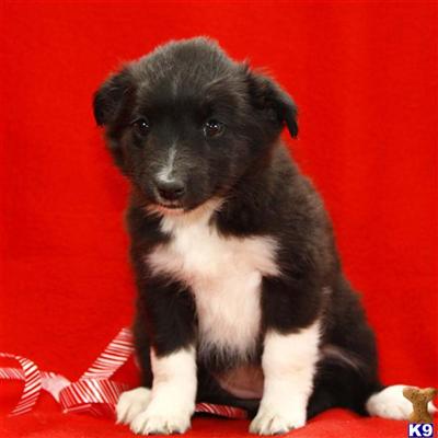 Border Collie Puppies for Sale
