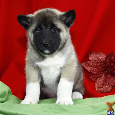 Akita Puppies for Sale