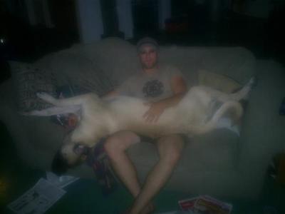 Stud Dogs - Mastiff
