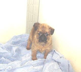 Brussels Griffon Puppies for Sale