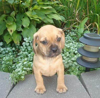 Mixed Breed Puppies for Sale