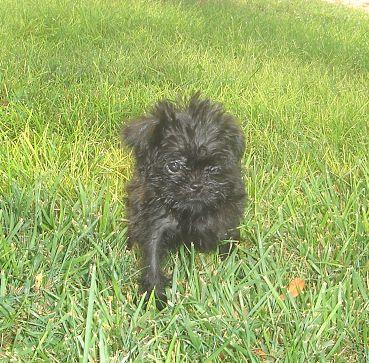 Affenpinscher Puppies for Sale