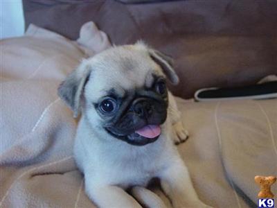 Pug Puppies for Sale