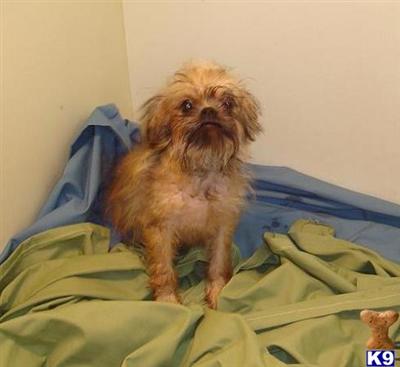 Brussels Griffon Puppies for Sale