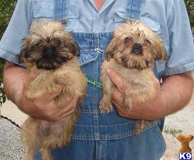 Brussels Griffon Puppies for Sale