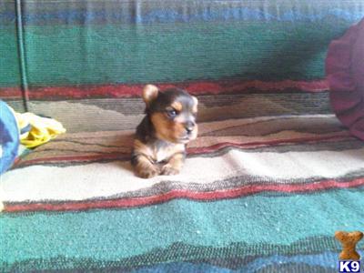 Puppies in MI