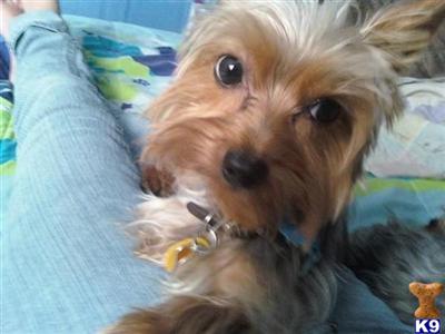 Stud Dogs - Yorkshire Terrier