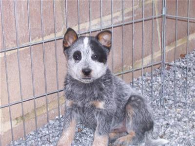 Australian Cattle Dog Puppies for Sale