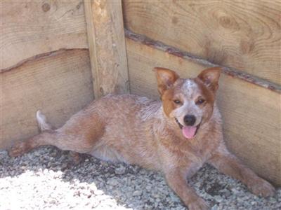 Dogs for Sale in NC