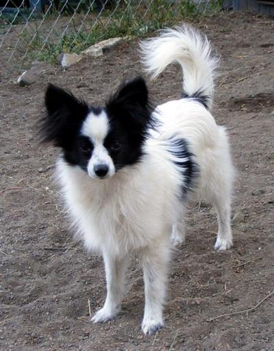 Dogs for Sale in OR