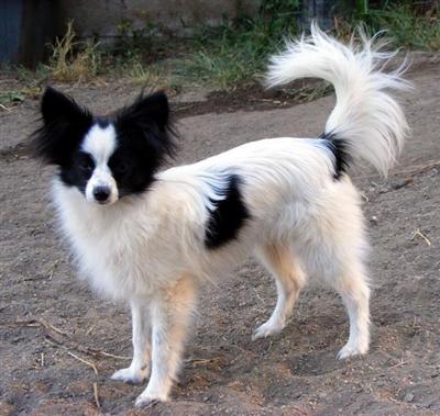Dogs for Sale in OR