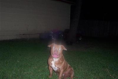 Dogs - American Pit Bull